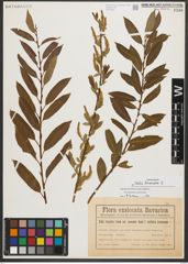 Foto von Salix triandra L.